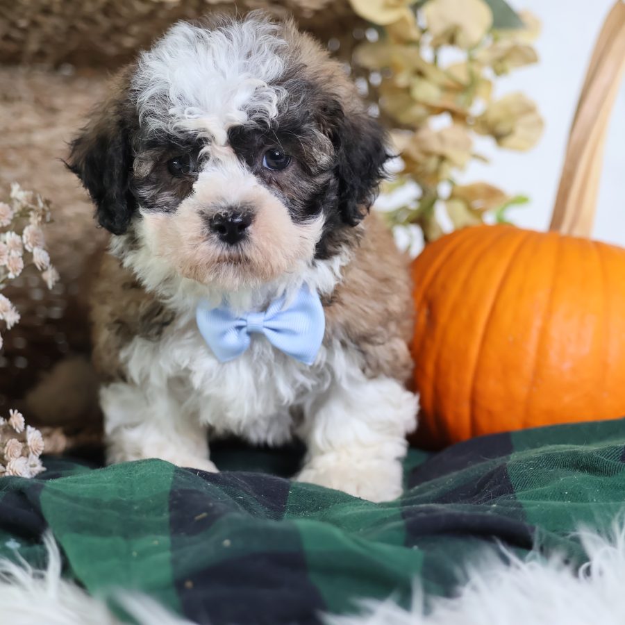 puppy breeds that look like teddy bears