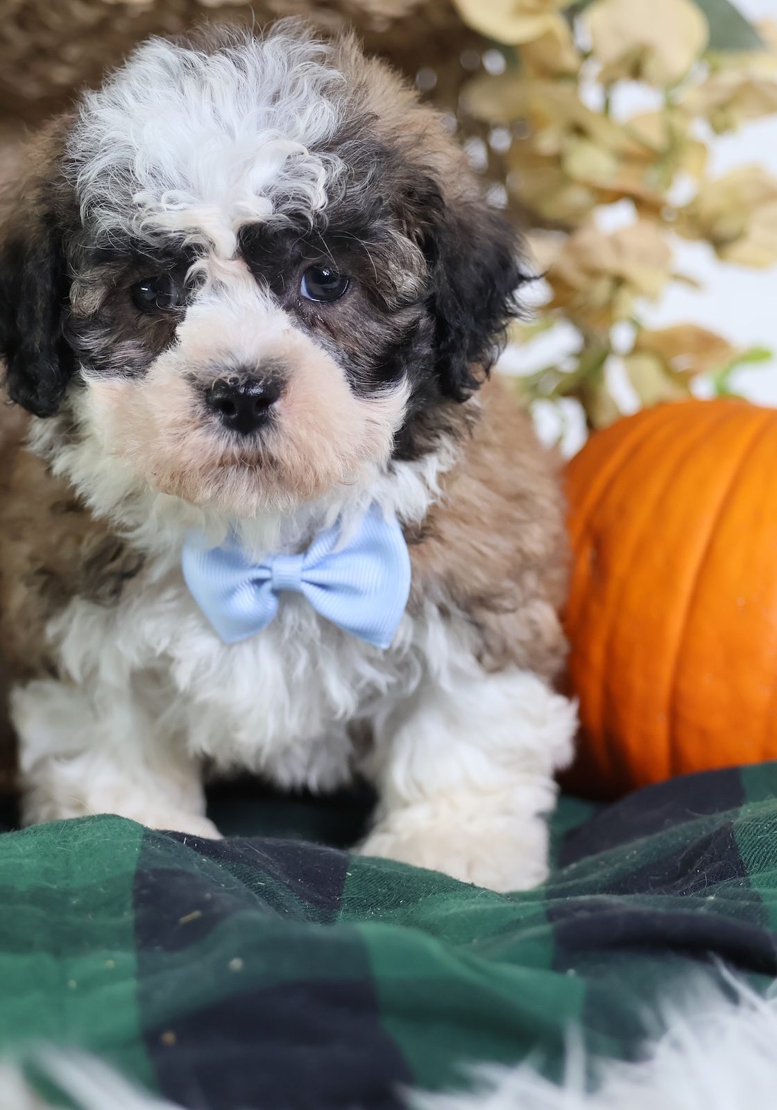 puppy breeds that look like teddy bears