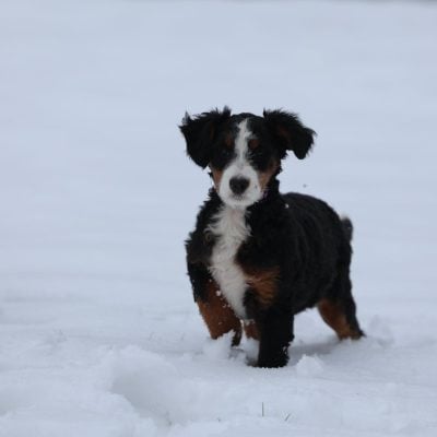 puppy for sale – Halo, photo 6