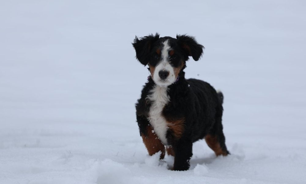 puppy for sale – Halo, photo 6