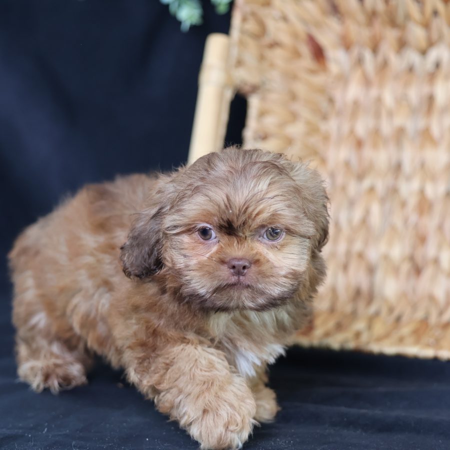 puppy that looks like a teddy bear