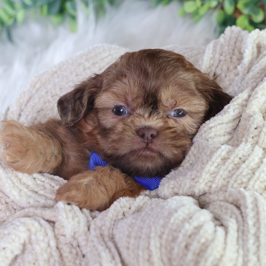 puppy that looks like a teddy bear