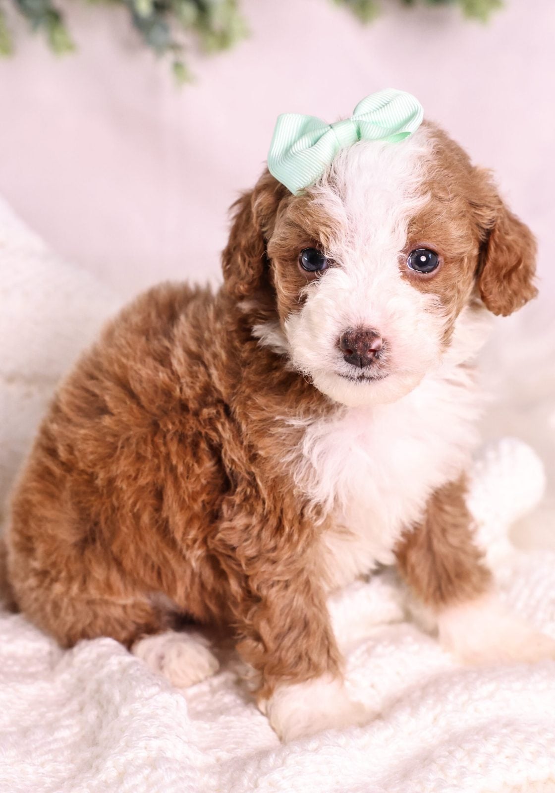 red Micro Mini Bernedoodle puppies