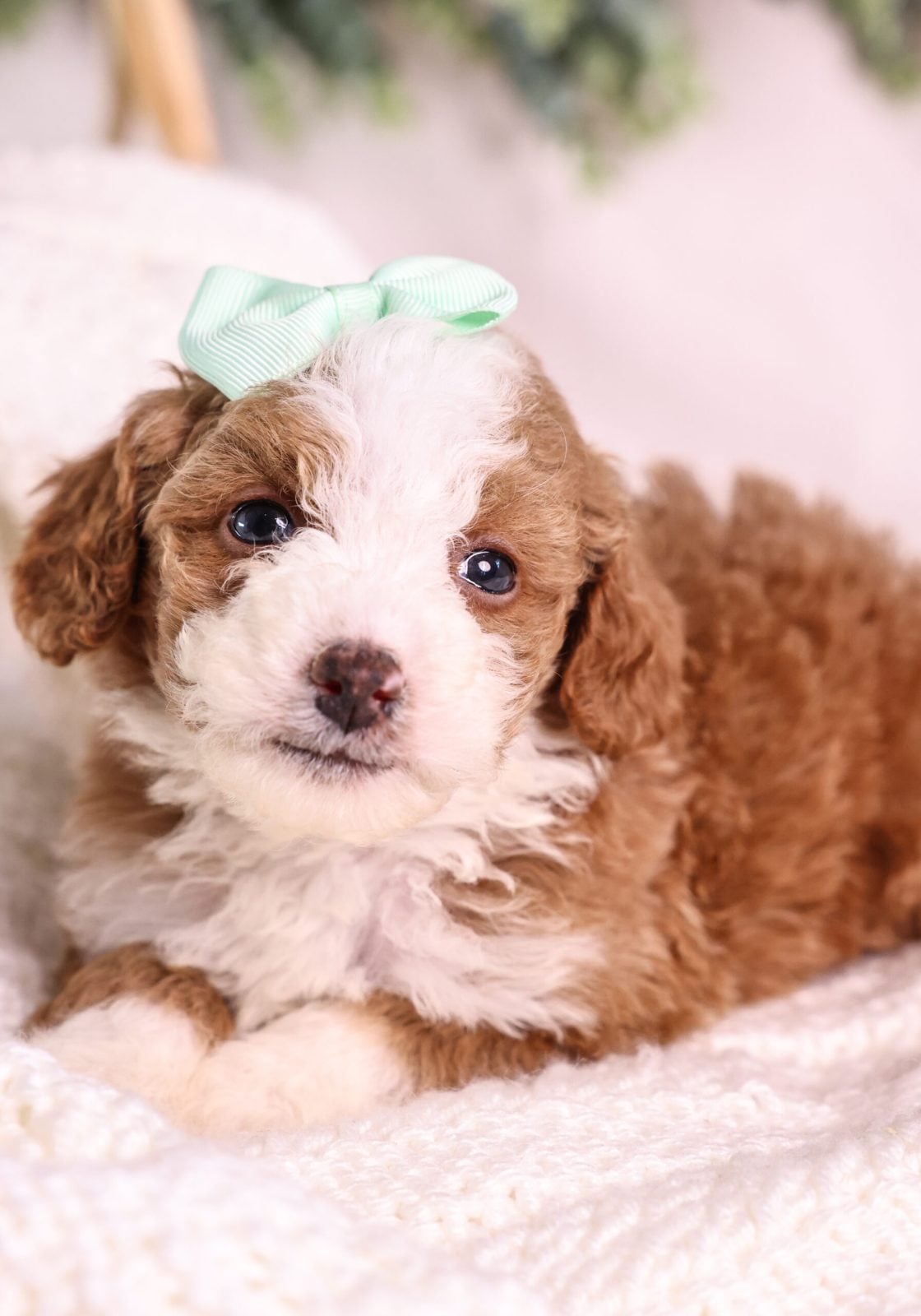 red Micro Mini Bernedoodle puppy