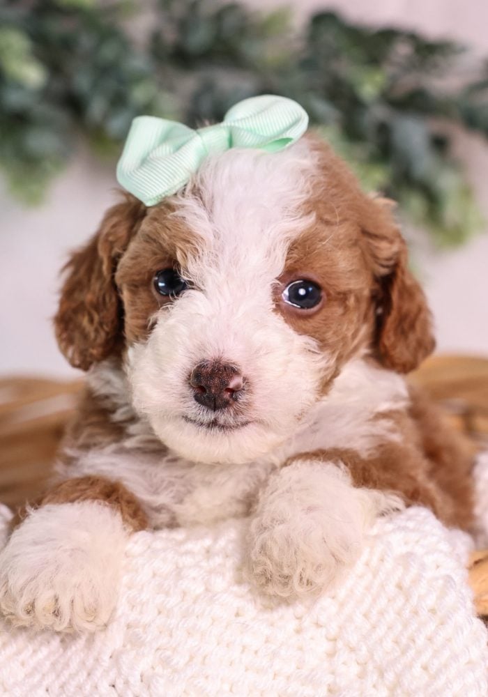 red Micro Mini Bernedoodle