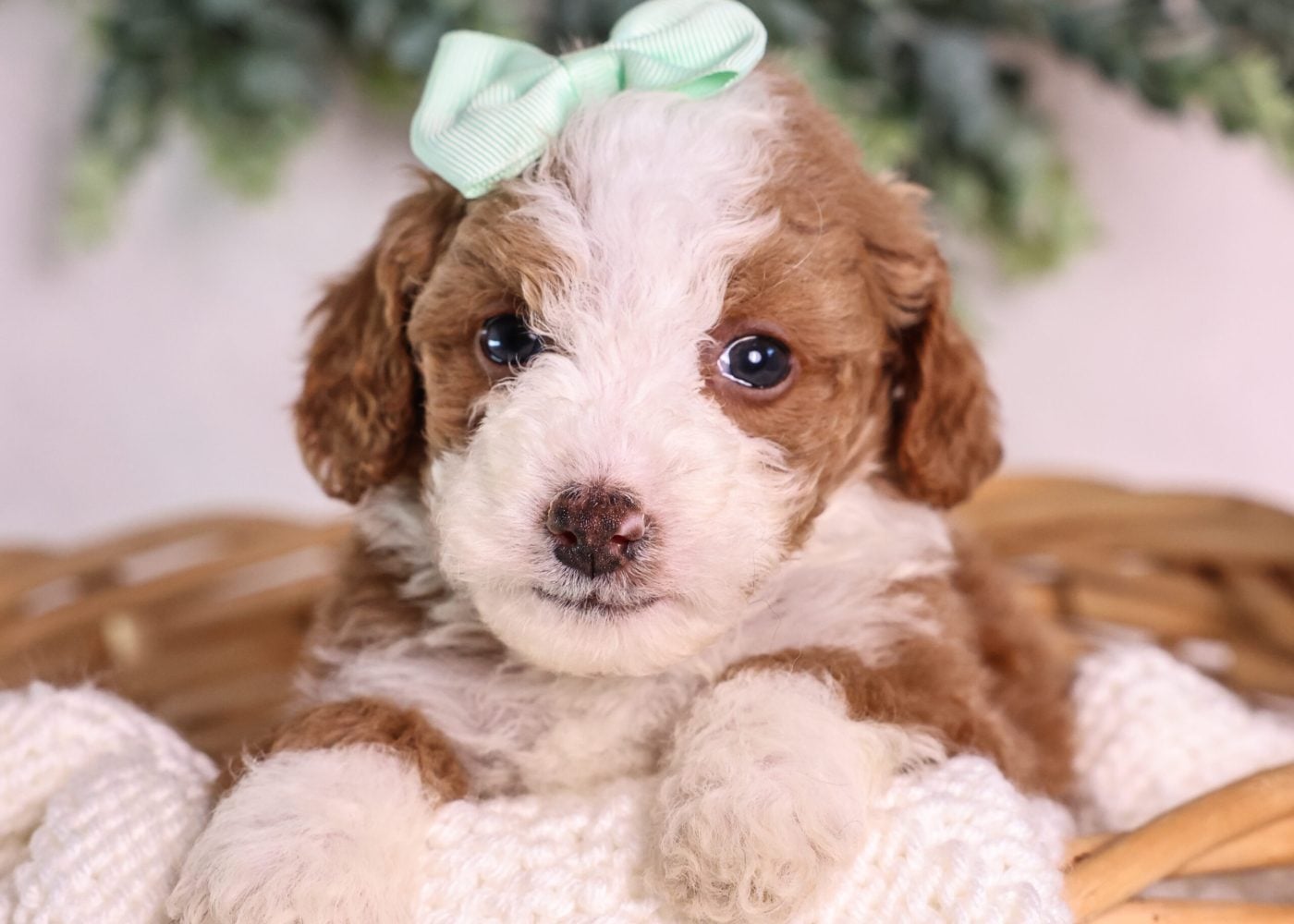 red Micro Mini Bernedoodle