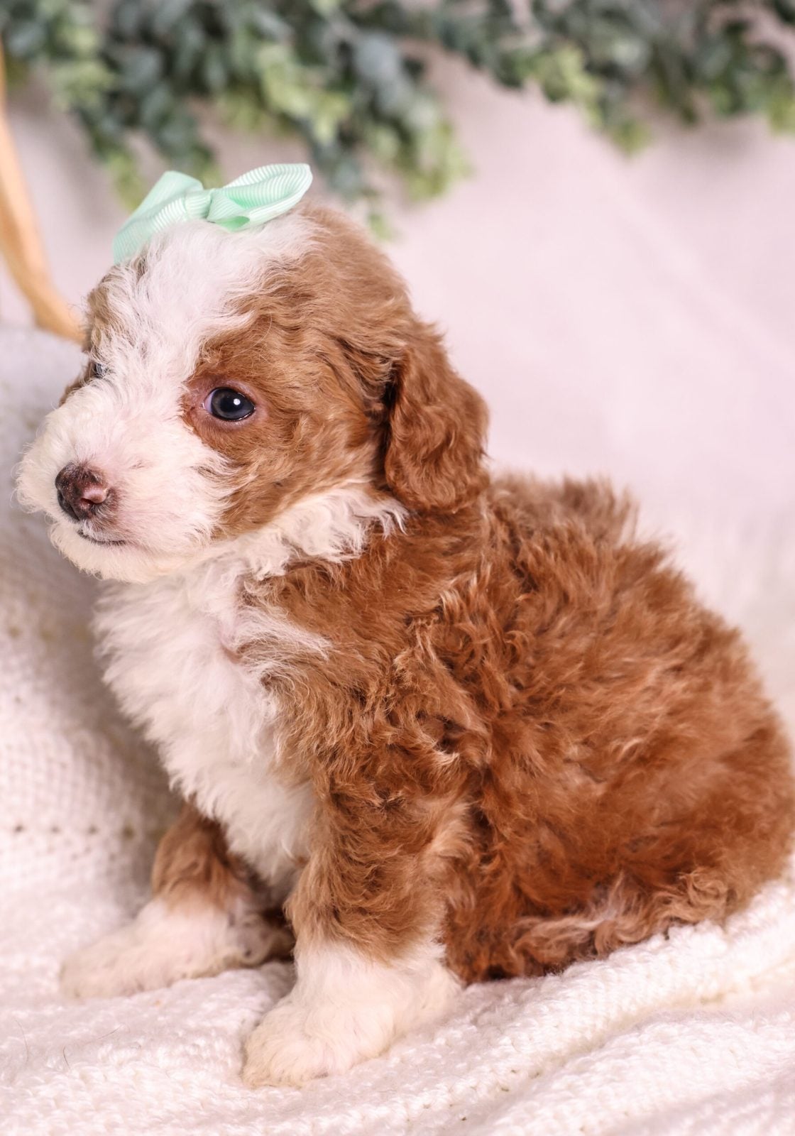 red Micro Mini Bernedoodles