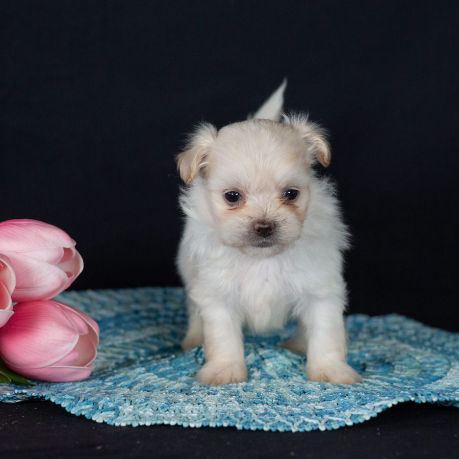 reputable Shichon breeders near me
