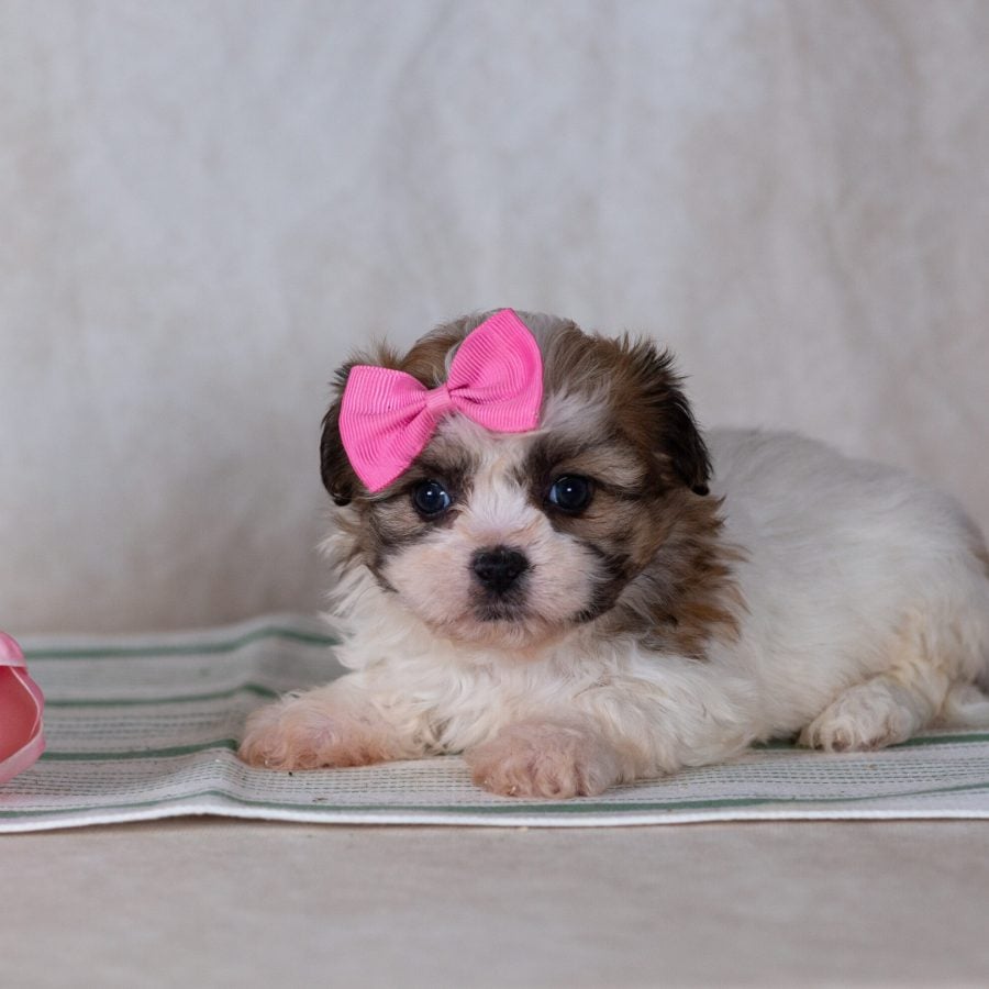 schichon teddy bear puppy for sale