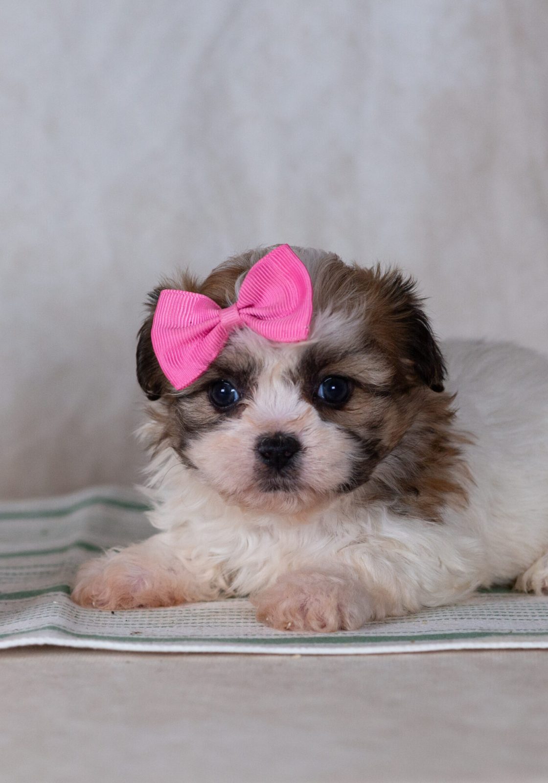 schichon teddy bear puppy for sale