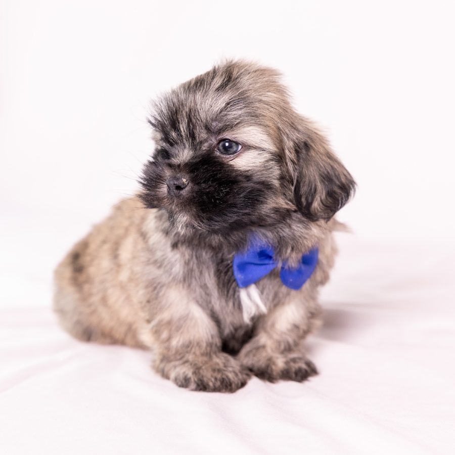 shichon