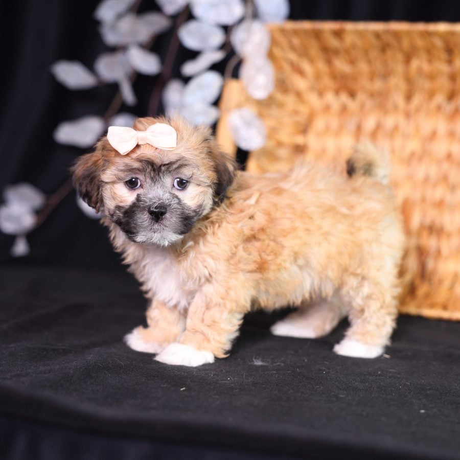 shichon breeder near me