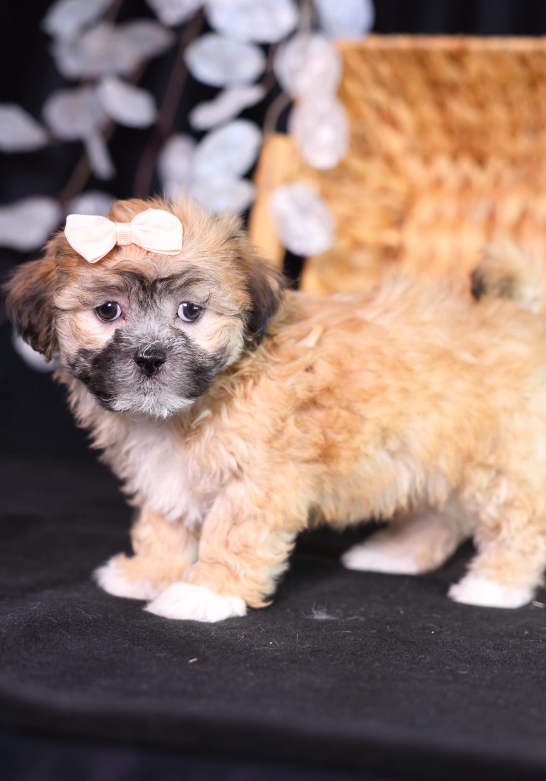 shichon breeder near me