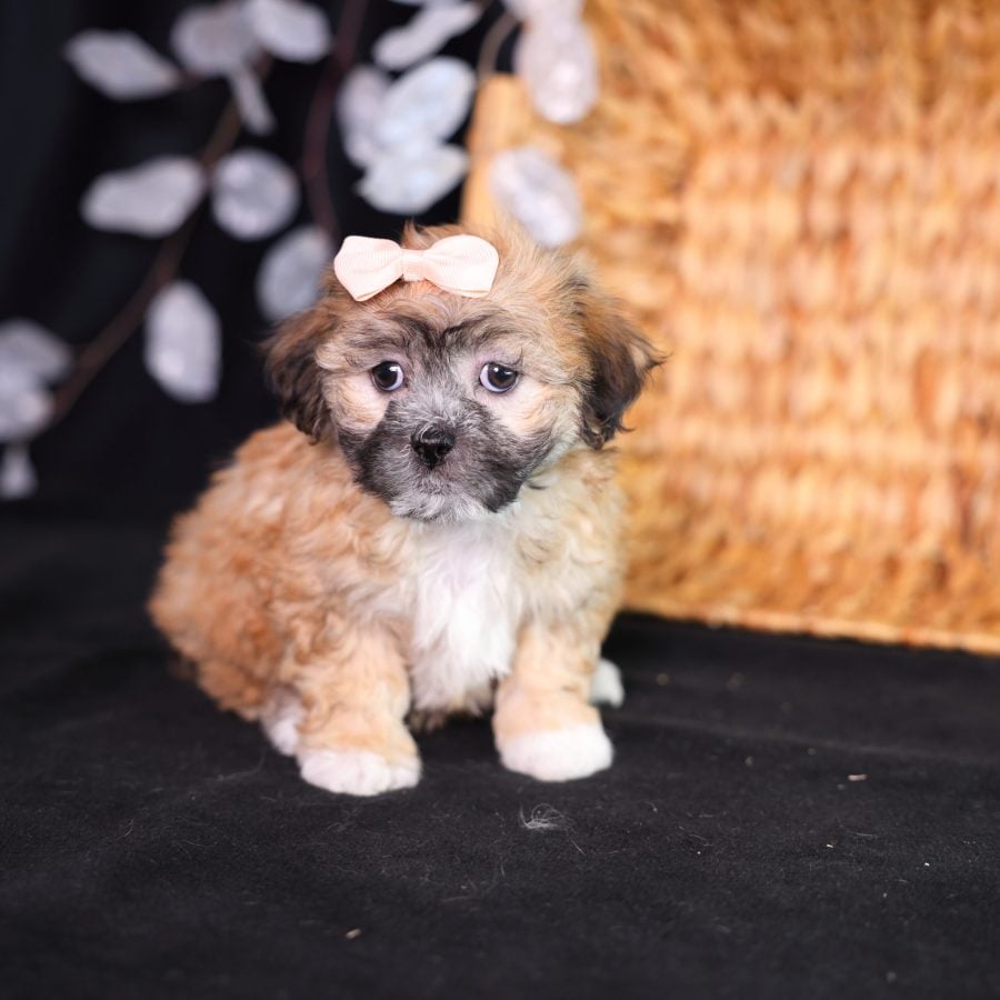 shichon breeder pa