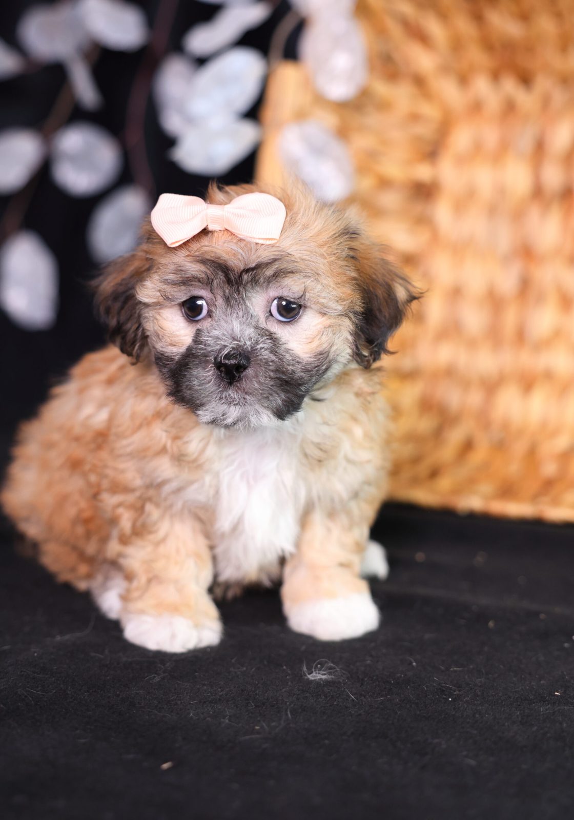 shichon breeder pa