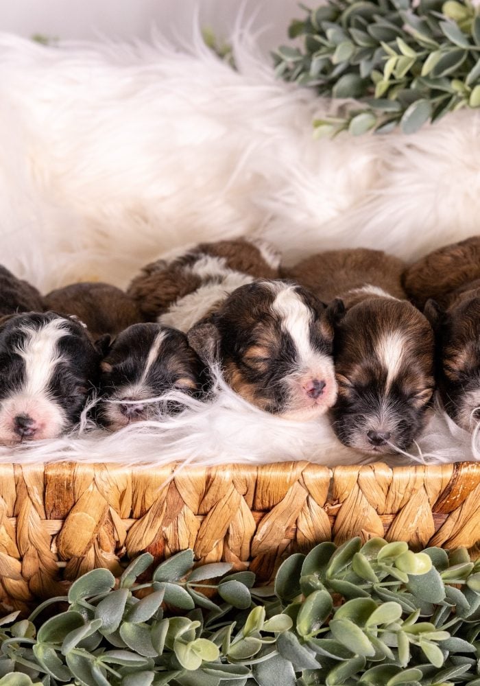 shichon breeder