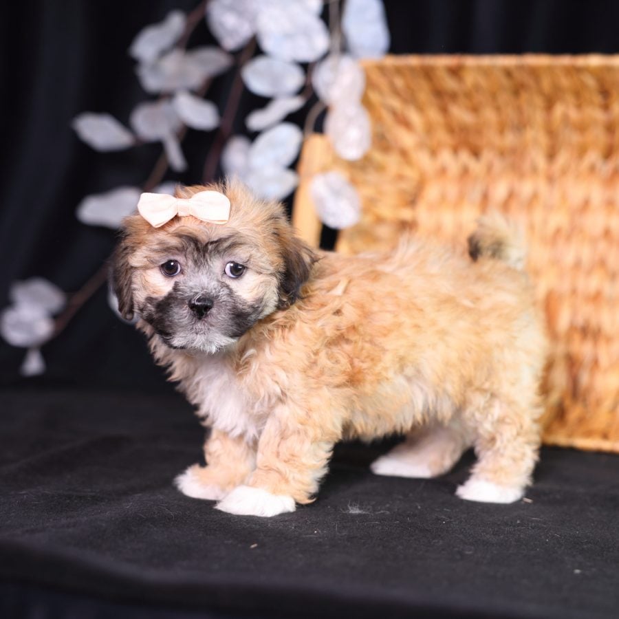 shichon breeder
