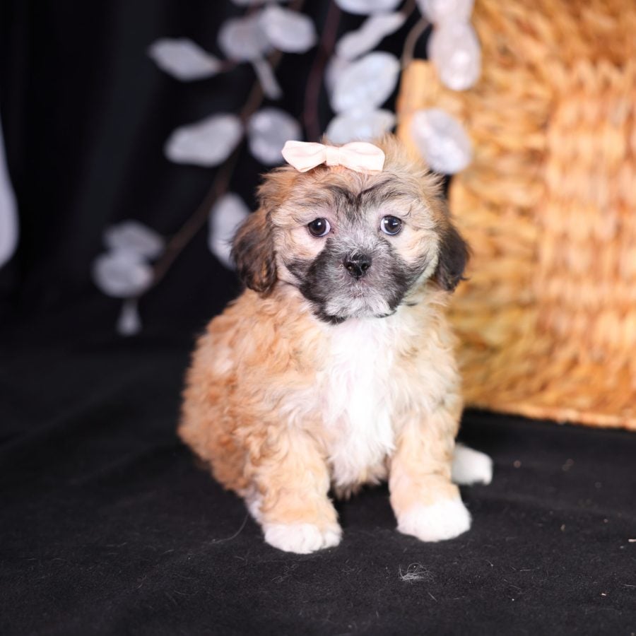 shichon breeder zuchon