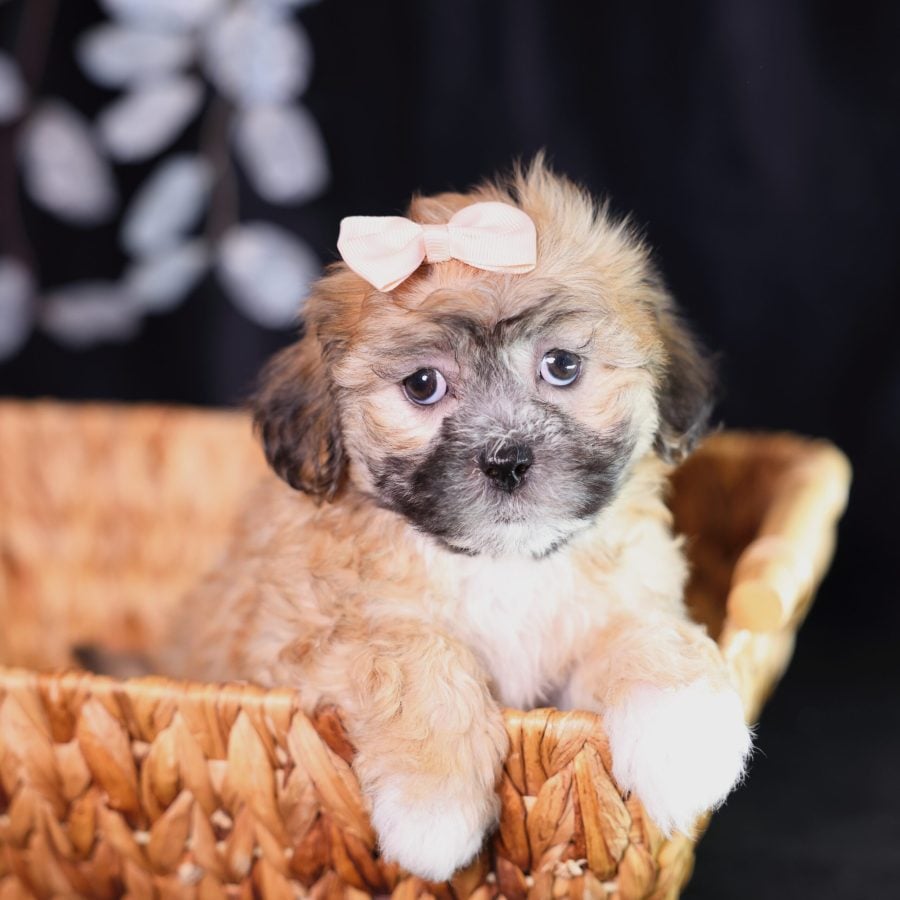 shichon breeders near me
