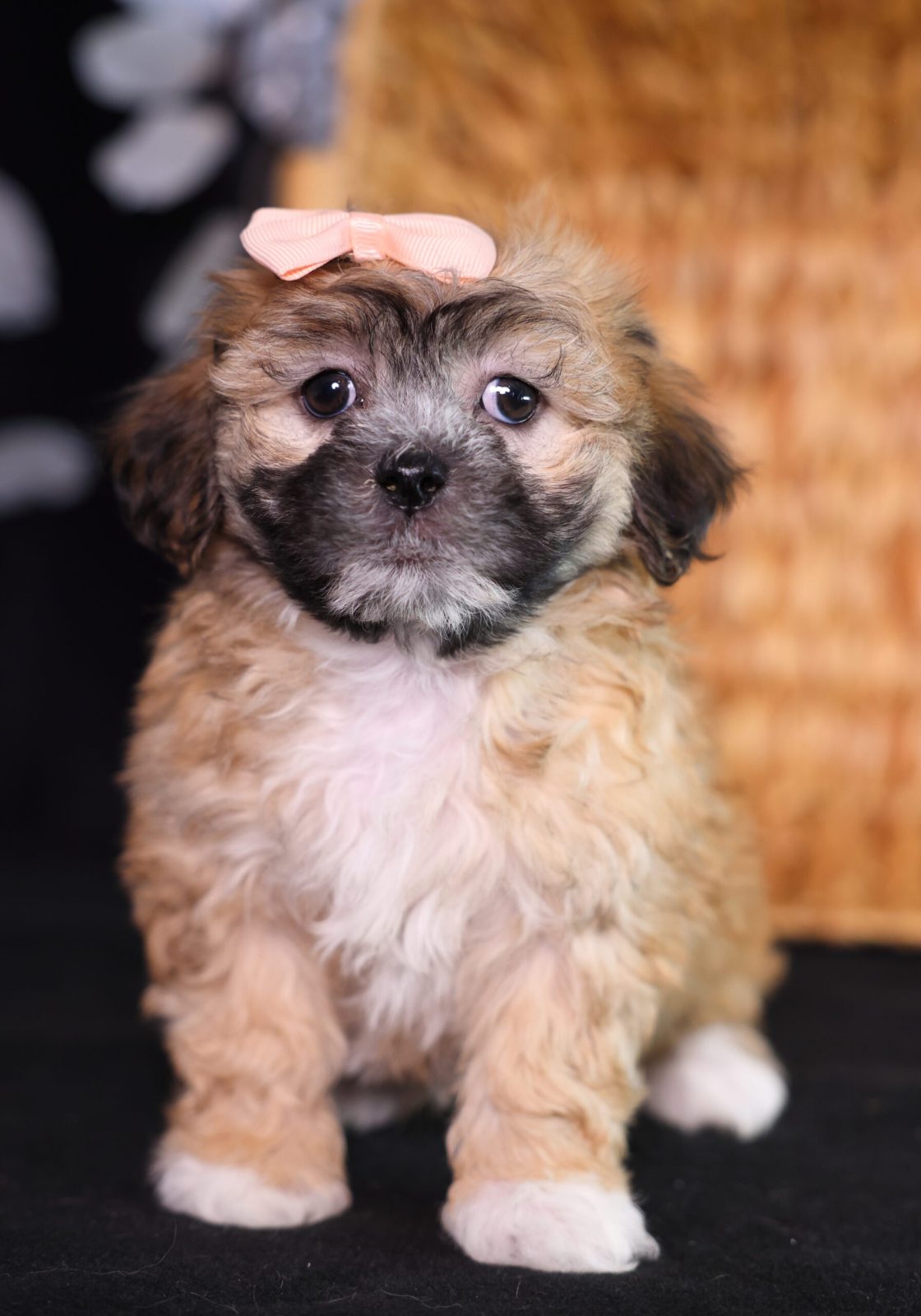 shichon breeders