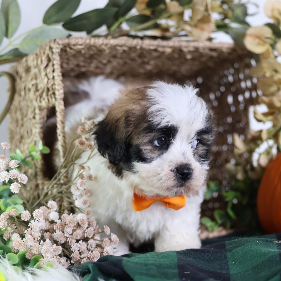 shichon dog puppies for sale