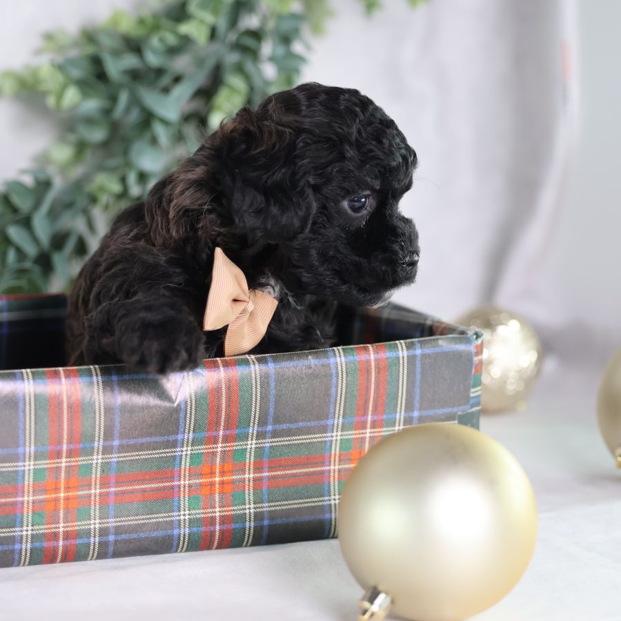 shichon dog puppies for sale