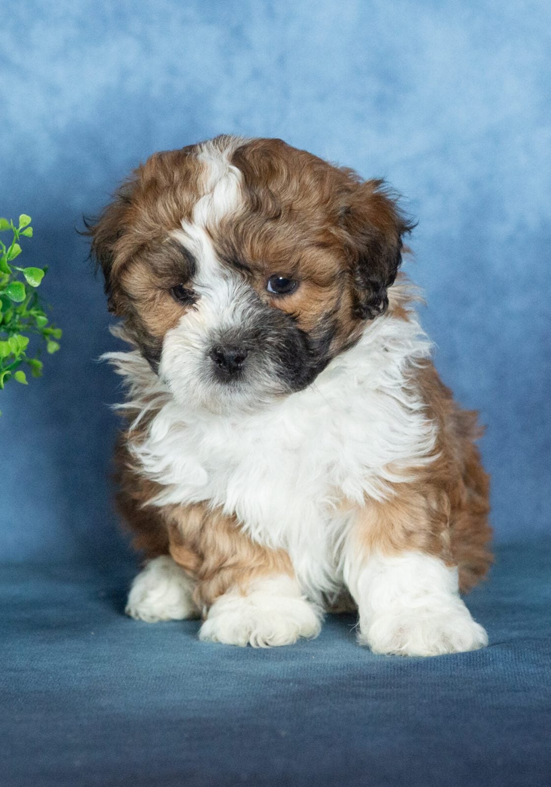 shichon dog puppies for sale