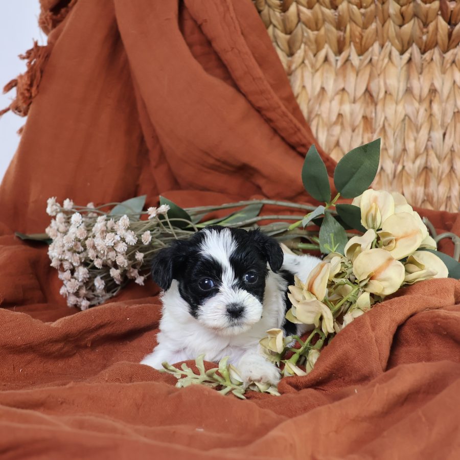 shichon dog puppies for sale