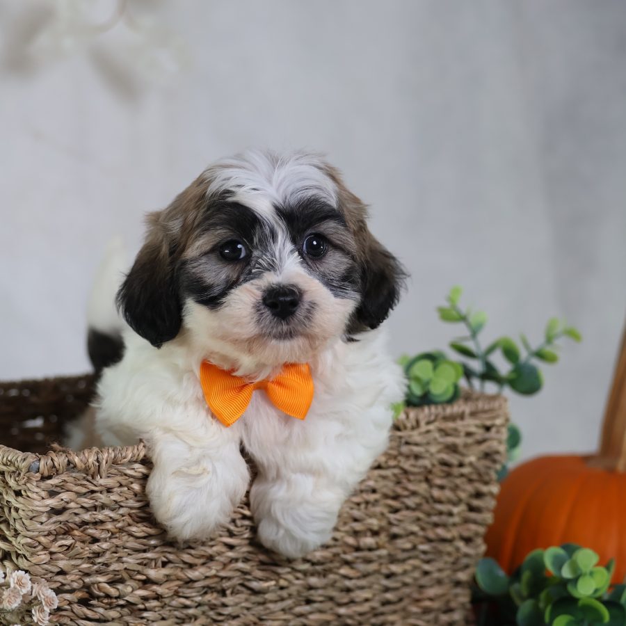 shichon dog puppies for sale