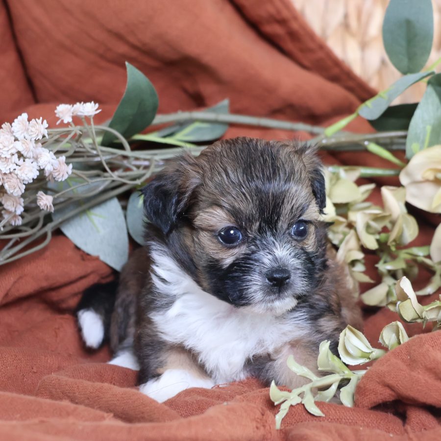 shichon dog puppies for sale