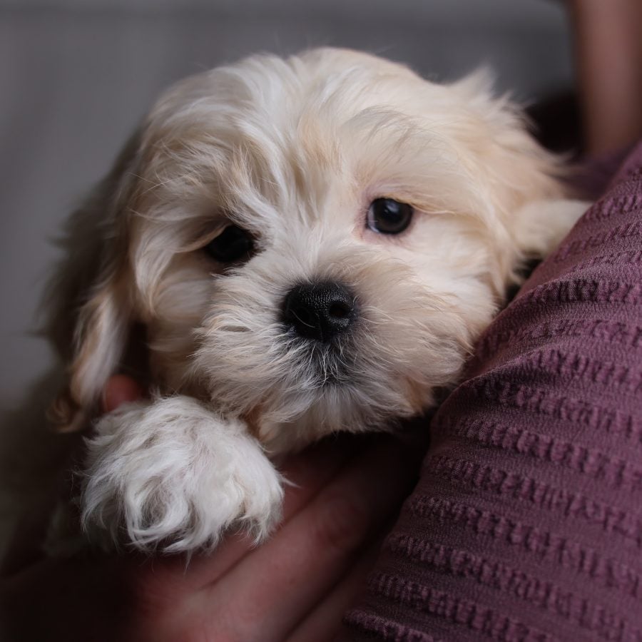 shichon dog puppies for sale