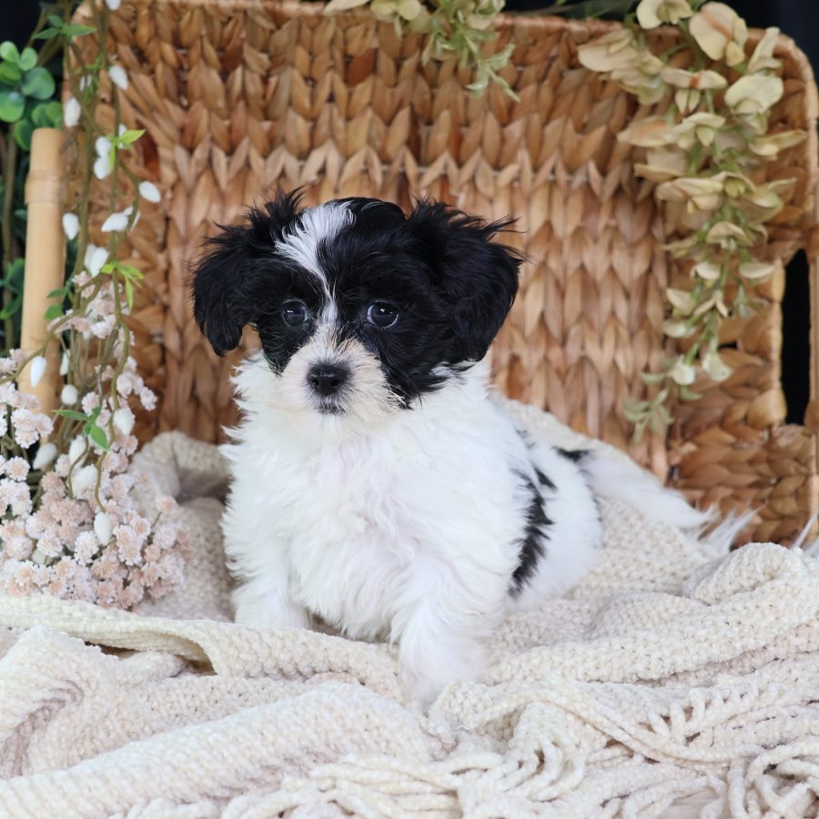 shichon dog puppies for sale