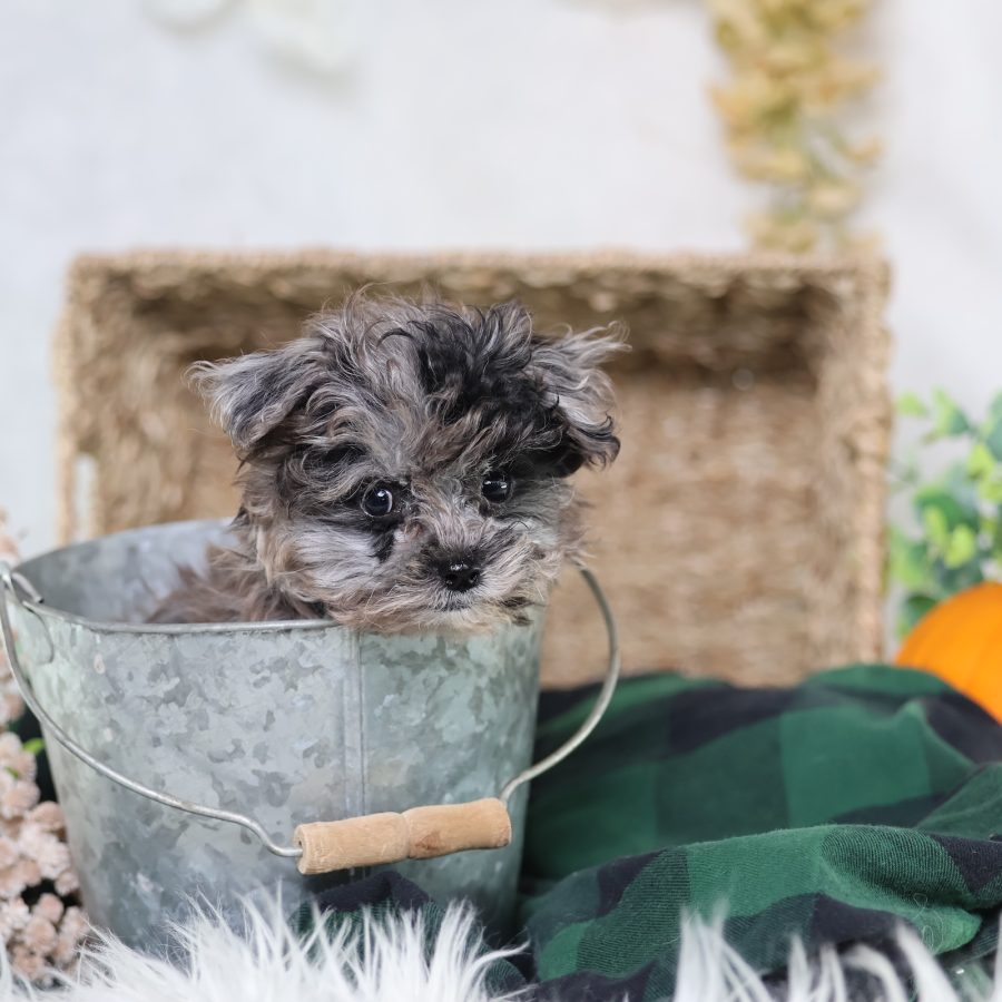 shichon dog puppies for sale