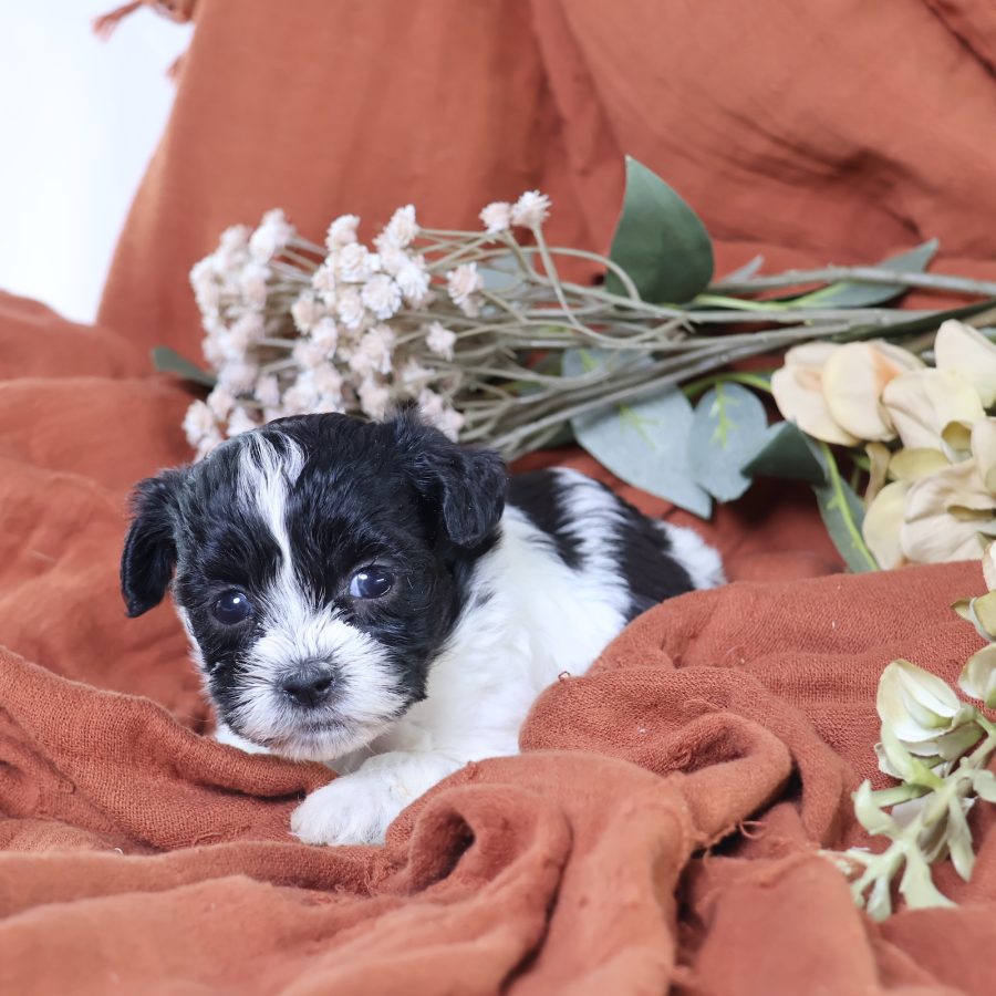 shichon dog puppies for sale