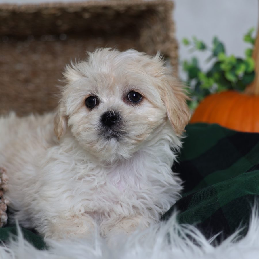 shichon dog puppies for sale