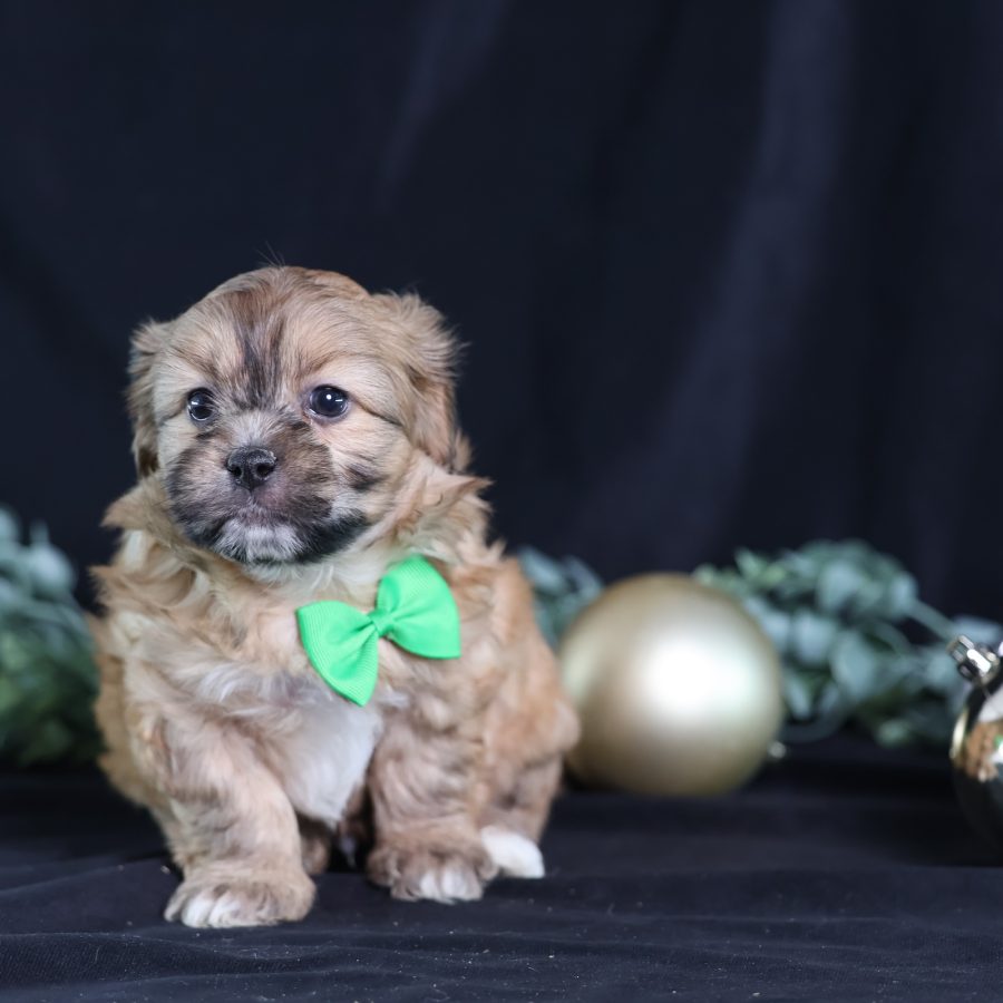 shichon dog puppies for sale
