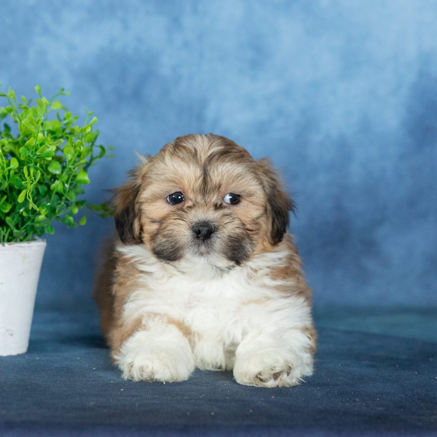 shichon dog puppies for sale