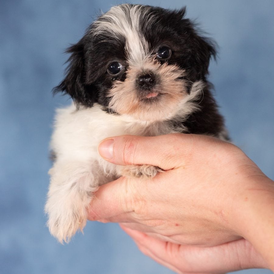 shichon from paw tale puppies