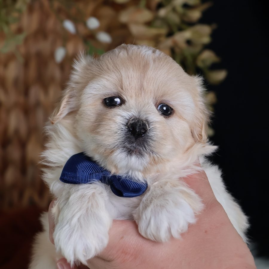 shichon poo puppies for sale
