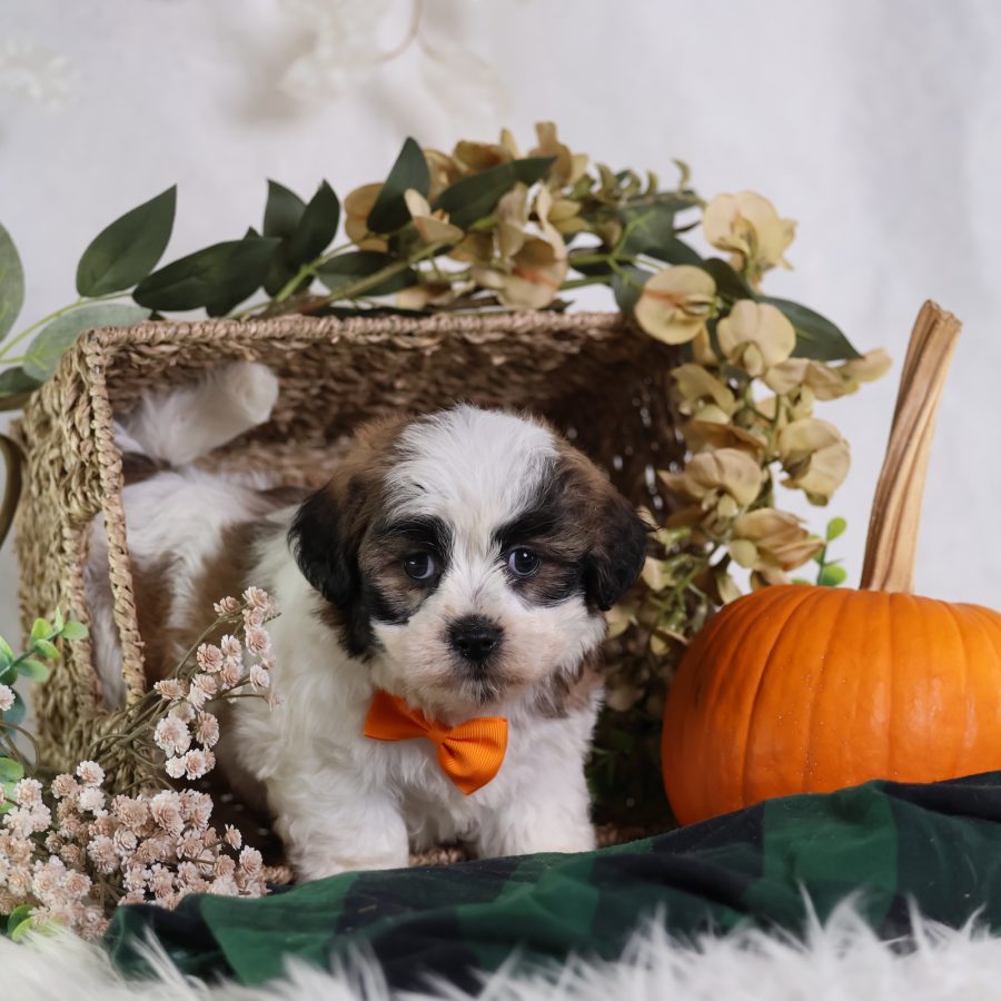 shichon poo puppies for sale