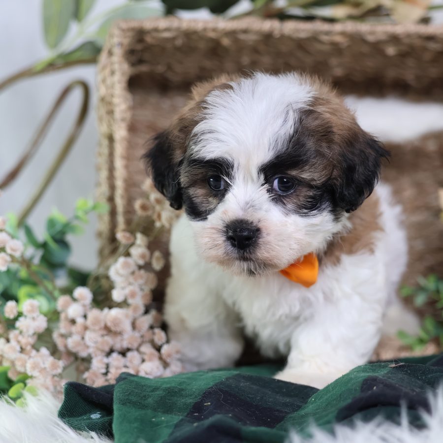 shichon puppies