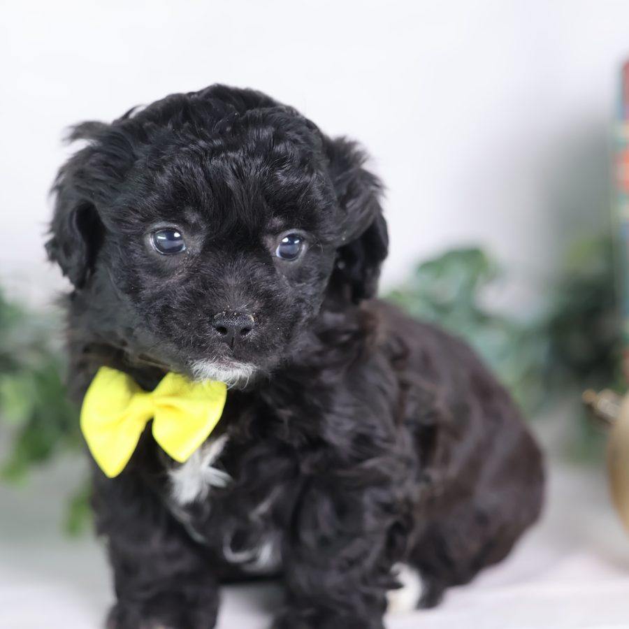 shichon puppies