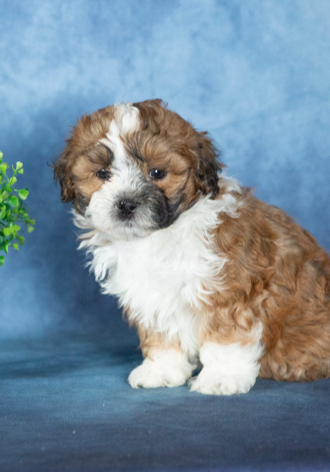 shichon puppies
