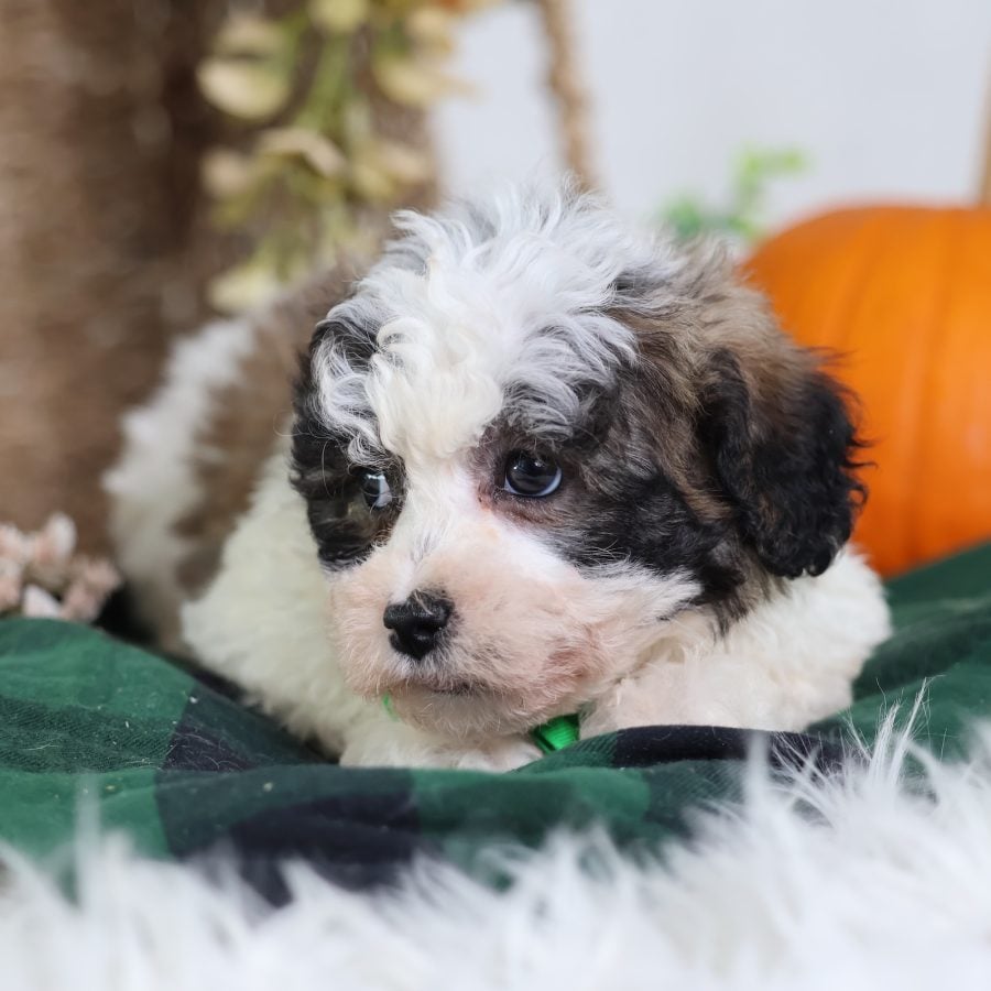 shichon puppies