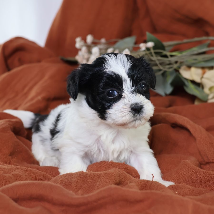 shichon puppies