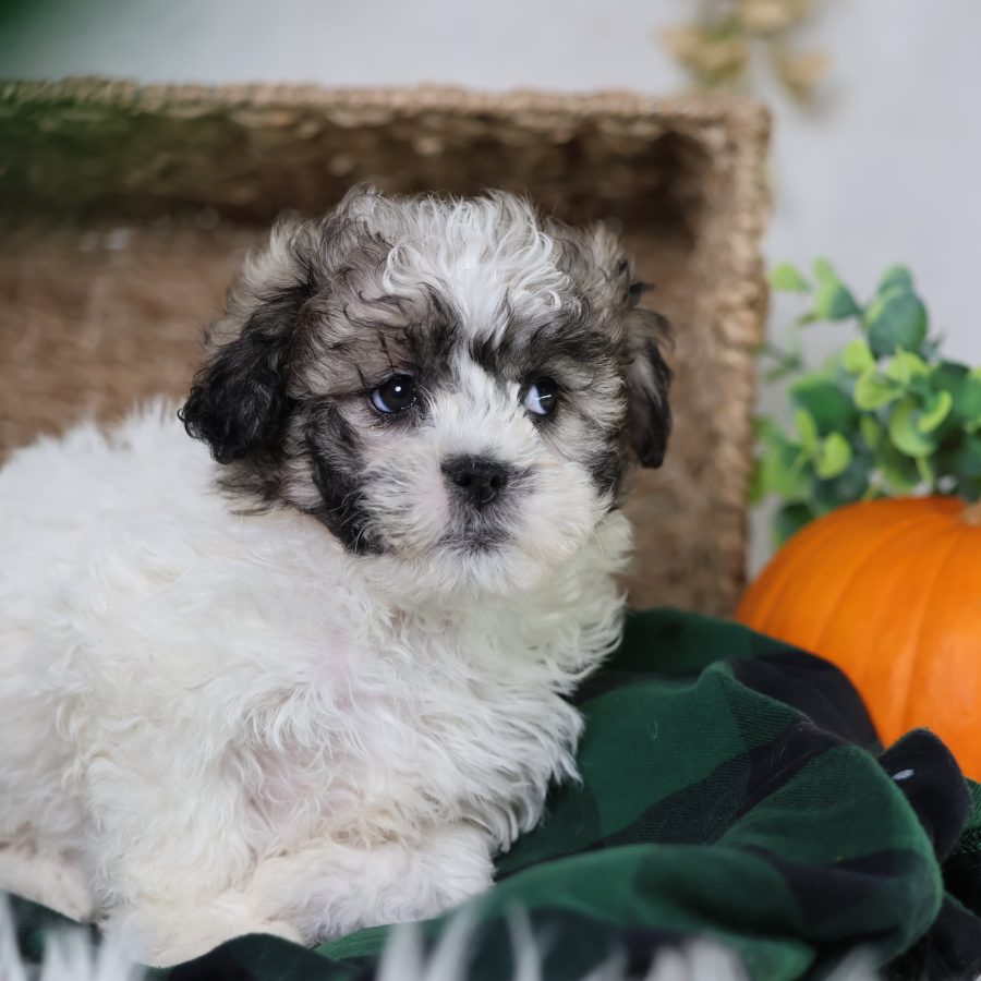 shichon puppies