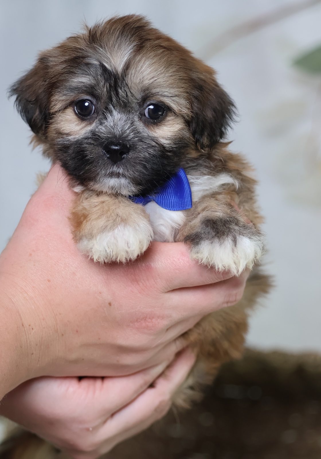 shichon puppies pa