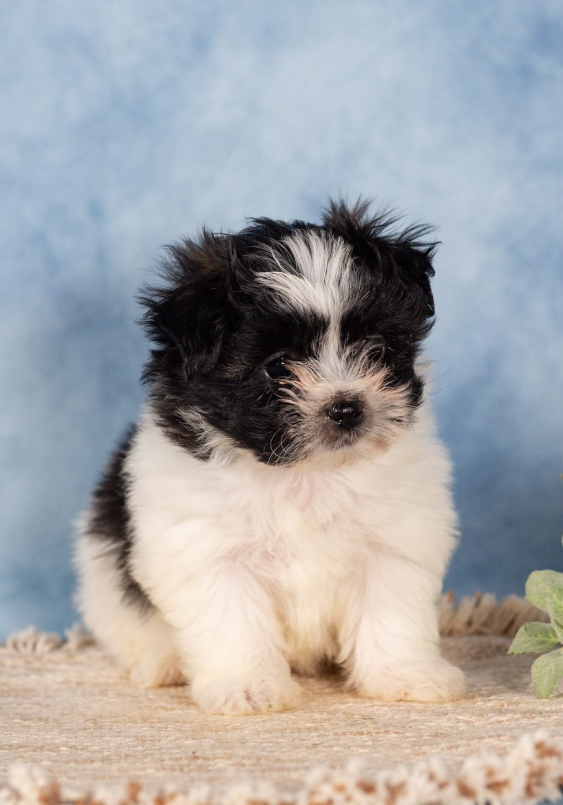 shichon puppies
