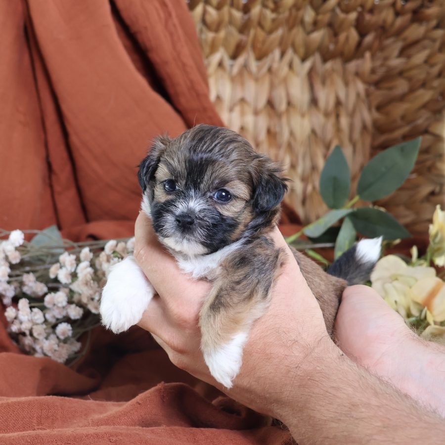 shichon puppies