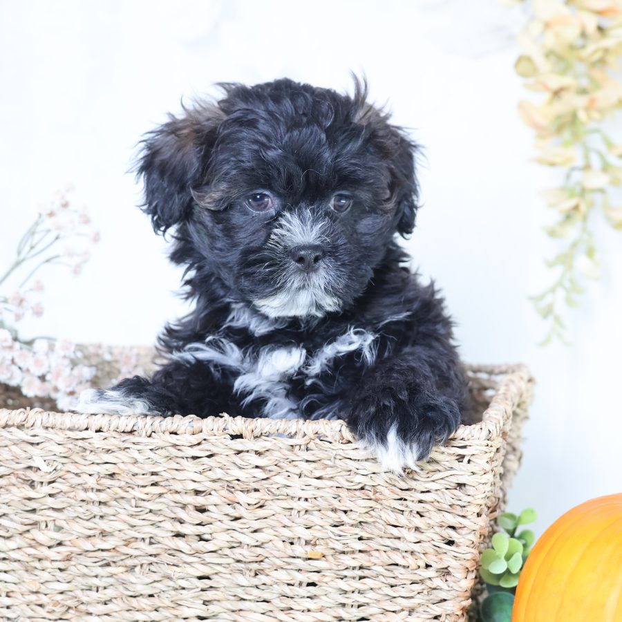 shichon puppies